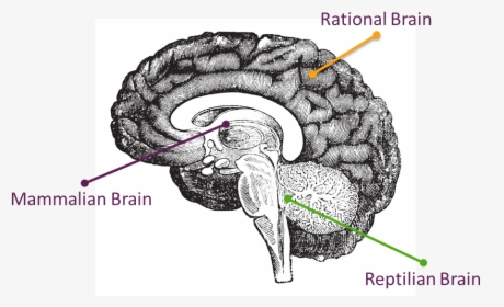 Human Brain Side Profile, HD Png Download, Transparent PNG