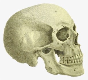 Dad Had Spent All Summer Working In His Basement - Skull, HD Png Download, Transparent PNG
