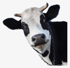 Transparent Cow Head Png - Face Of A Cow, Png Download, Transparent PNG