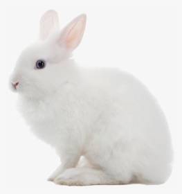 White Rabbit Png Image - White Rabbit Transparent Background, Png Download, Transparent PNG