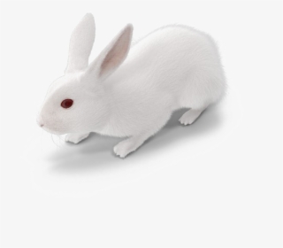 White Rabbit Png - White Rabbit Images Png, Transparent Png, Transparent PNG