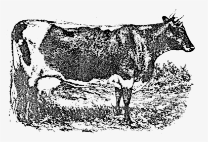 Lineback Cattle - Dairy Cow, HD Png Download, Transparent PNG