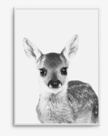 Clip Art B W Art Print - Baby Deer Black And White, HD Png Download, Transparent PNG