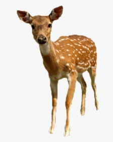 White-tailed Deer Roe Deer Sika Deer - Reh, HD Png Download, Transparent PNG