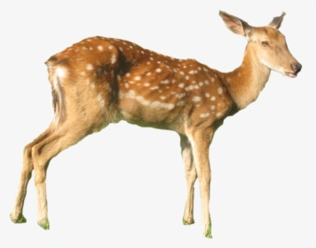 White-tailed Deer Red Deer Elk Musk Deer - Deer, HD Png Download, Transparent PNG