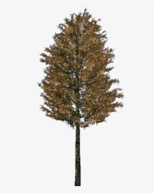 3d Trees - Scots Pine - Acca Software - Red Pine, HD Png Download, Transparent PNG