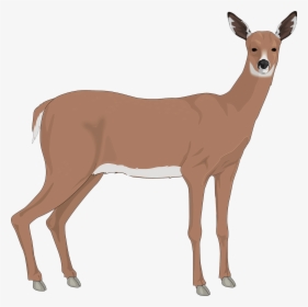 The White-tailed Deer Reindeer Clip Art - Doe Clipart, HD Png Download, Transparent PNG