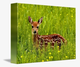 Clip Art Baby Deer Pic - Natural Homes Of Wild Animals, HD Png Download, Transparent PNG