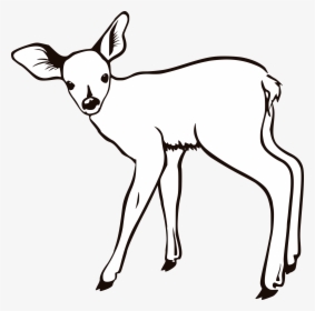 Baby Deer Coloring Pages - Deer Outline, HD Png Download, Transparent PNG