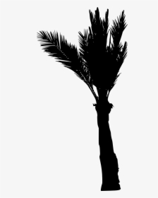 Palm Tree Silhouette - Palm Trees, HD Png Download, Transparent PNG