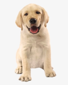 Cão Feliz Em Png - Cachorro Imagem Sem Fundo, Transparent Png, Transparent PNG