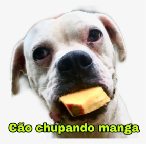 #cachorro #cao #boxer #filhote #caochupandomanga #puppy, HD Png Download, Transparent PNG