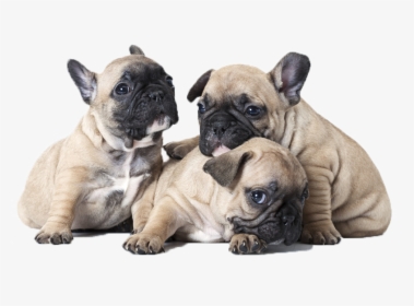 Cachorros Bulldog Frances - French Bulldog One Month Puppy, HD Png Download, Transparent PNG