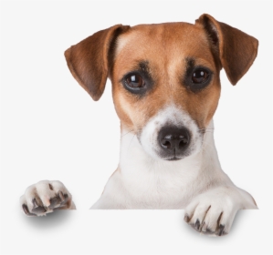 Png Dogs, Transparent Png, Transparent PNG