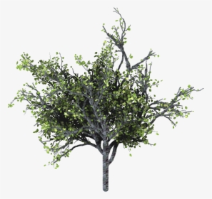 #arbusto #arbol #tree #green #verde #bushes #árboles - Twig, HD Png Download, Transparent PNG