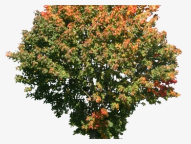 Tree Png Transparent Images - High Resolution Png Images Of Trees, Png Download, Transparent PNG