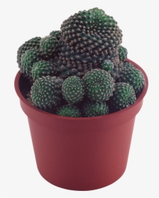 Cactus - Succulents Plant Clear Background, HD Png Download, Transparent PNG