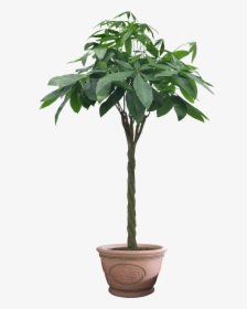 Money Tree, HD Png Download, Transparent PNG