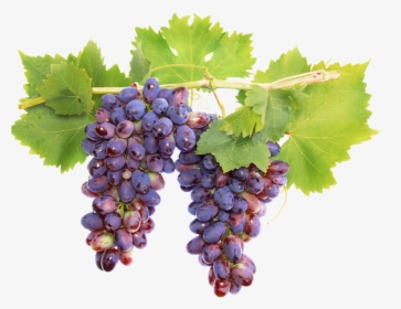 Wine Grape Vine, HD Png Download, Transparent PNG