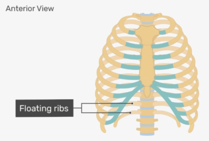Rib Cage Human Skeleton Human Body Anatomy - Unlabeled Rib Cage Diagram, HD Png Download, Transparent PNG