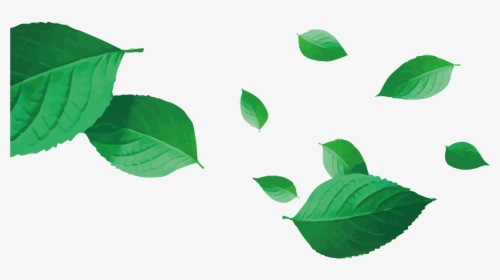 Vector Tea Png Download - Tea Leaf Vector Png, Transparent Png, Transparent PNG