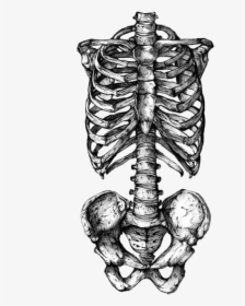 Rib Cage Human Skeleton Human Skull Symbolism Tattoo - Transparent Rib Cage Png, Png Download, Transparent PNG