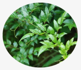 Pharmaceutical Vine Tea Leaf Extract Dihydromyricetin - Ampelopsis Grossedentata, HD Png Download, Transparent PNG