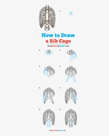How To Draw Rib Cage - Rib Cage Drawing Easy, HD Png Download, Transparent PNG