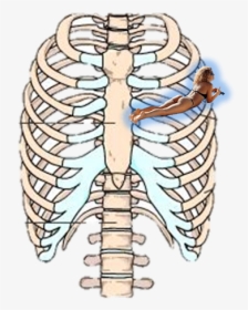 Rib Cage Human Skeleton Sternum Anatomy, HD Png Download, Transparent PNG