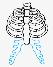 How To Draw Rib Cage - Easy Rib Cage Drawing, HD Png Download, Transparent PNG