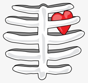 Rib Cage With Heart T-shirt Find This At Digitaltshirtshop - Rib Cage Clip Art, HD Png Download, Transparent PNG