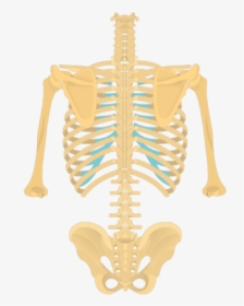 Posterior View Of The Vertebral Column And Rib Cage - Thoracic Vertebrae On Skeleton, HD Png Download, Transparent PNG
