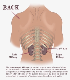 Kidney And Rib Cage, HD Png Download, Transparent PNG