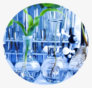 Plantas - Biology Science, HD Png Download, Transparent PNG