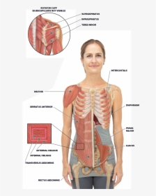Torso And Shoulder Anatomy - Rib Cage And Abs, HD Png Download, Transparent PNG