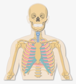 A View Of The Rib Cage - Illustration, HD Png Download, Transparent PNG