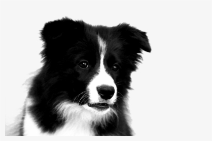 Download Border Collie Png Photos 049 - Puppy Border Collie Drawing, Transparent Png, Transparent PNG