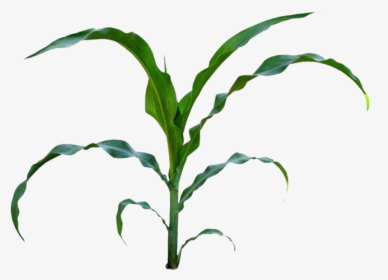 Field Clipart Cornfield - Field Corn Plant Illustration, HD Png Download, Transparent PNG