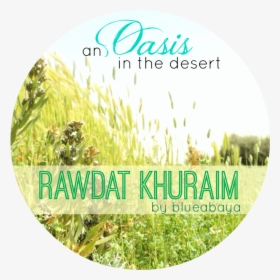 Oasis Desert Saudi Arabia - Waze & Odyssey, HD Png Download, Transparent PNG