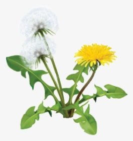 Dandelion Plant - Dandelion Herbs, HD Png Download, Transparent PNG