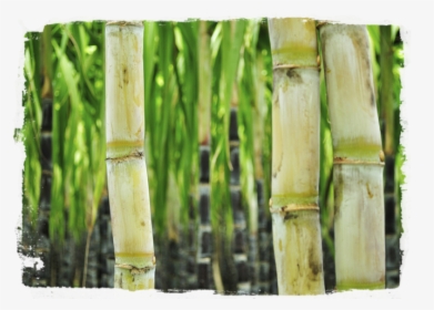 Transparent Sugarcane Png - Sugar Cane, Png Download, Transparent PNG