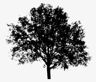 Arvore Preta Png - Tree Silhouette Transparent Background, Png Download, Transparent PNG
