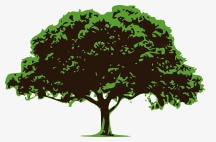 Vetor Árvore, Árvore, Natureza, Árvore Verde, Floresta - Tree Effect, HD Png Download, Transparent PNG