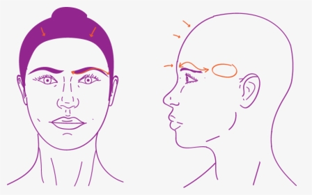 Upper Face Procedures In Facial Feminization Surgery - Illustration, HD Png Download, Transparent PNG