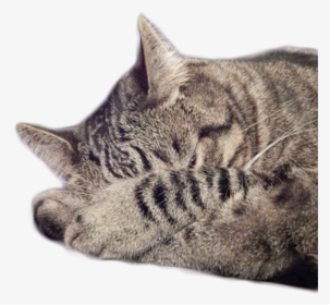 Transparent Sleeping Cat Png, Png Download, Transparent PNG