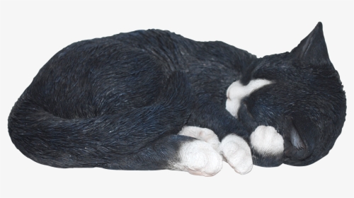 Transparent Sleeping Cat Png - Transparent Png Cat Sleeping No Background, Png Download, Transparent PNG