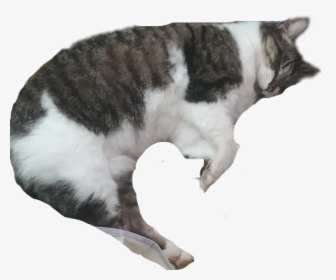 Cat Sleeping Png, Transparent Png, Transparent PNG