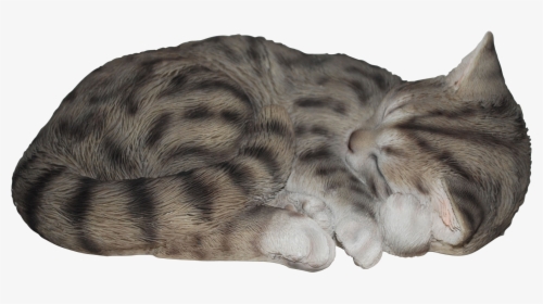 Transparent Sleeping Cat Png, Png Download, Transparent PNG