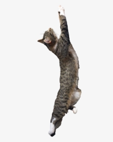 Cat Yawns, HD Png Download, Transparent PNG