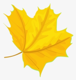 Yellow Maple Leaves, HD Png Download, Transparent PNG